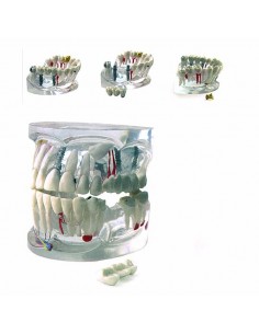 Modelo de diálogo del médico-paciente de la boca