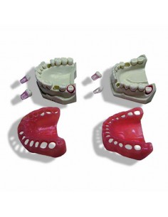 MODELO UNIVERSAL DE 32 DIENTES