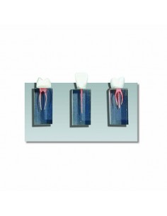 3 PARALELEPIPEDO EJERCITACIÓN ENDODONCIA