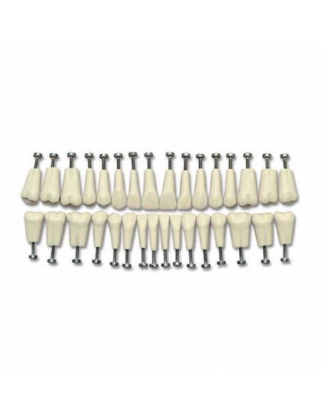 CONFEZ.DA 100PZ.DENTI ASSORTITI N.11(COD.DS0905)