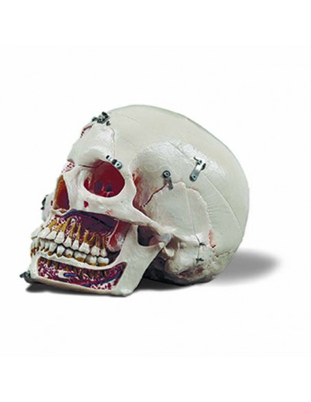 CRANEO DESMONTABLE 10 PARTES CON COLOR